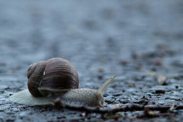 Snail on asphalt in Germany