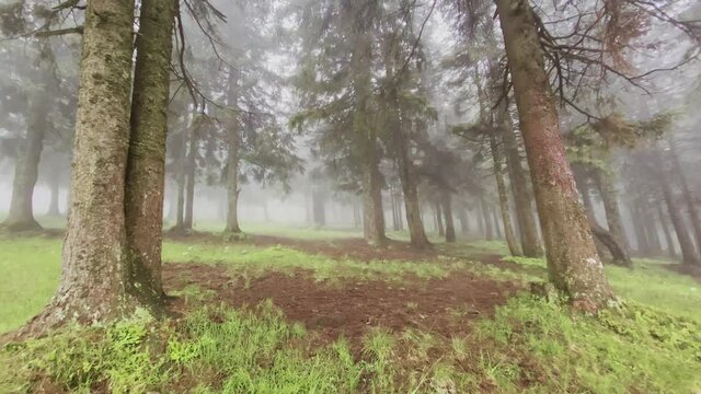 Forest on the slopes of the mountain. Carpathians, Ukraine, Europe. Beauty world.