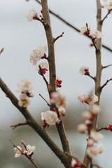 Spring white flowers on a branch without leaves