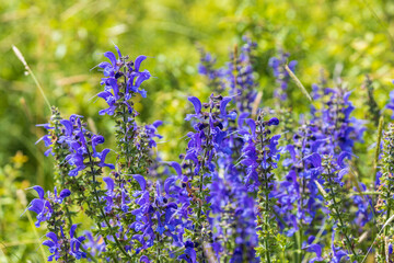 Beautiful purple Salvia pratensis blooms in the meadow.