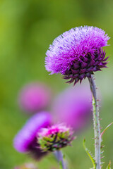 Carduus nutans. Bright purple prickly inflorescence of a weed plant on a blurred green background. Close-up