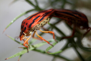Two Stripe bugs during mating