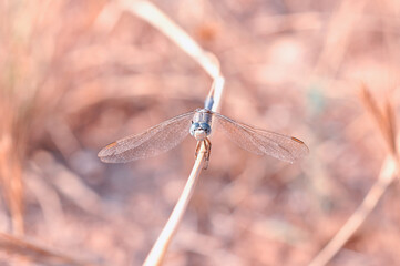 Macro shots, Beautiful nature scene dragonfly.   