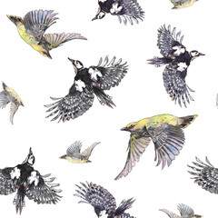 watercolor seamless pattern flying forest birds. woodpecker graphics, robin wings feathers black yellow red spring, pilot in the air. Isolated over white background. 