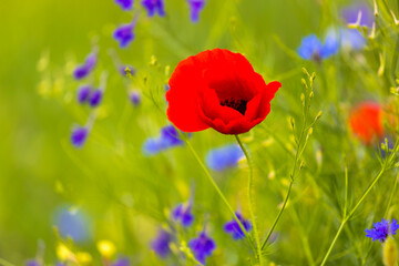 Obraz premium Closeup of poppy flowers over blurred background