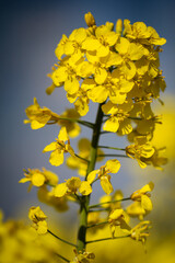 Raps im Frühjahr steht mit dem typischen Gelb in voller Blüte