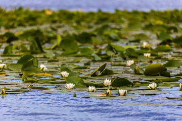Beautiful lily (Nymphaea alba) on the Danube Delta, Romania