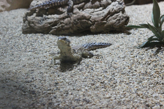 Steppe Agama, Trapelus sanguinolentus nature desert habitat Asiation part on Russia and Kazakhstan.