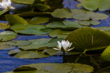 Beautiful lily (Nymphaea alba) on the Danube Delta, Romania