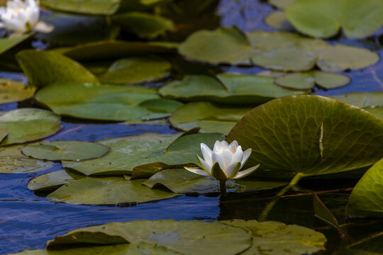 Beautiful lily (Nymphaea alba) on the Danube Delta, Romania