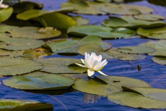 Beautiful lily (Nymphaea alba) on the Danube Delta, Romania