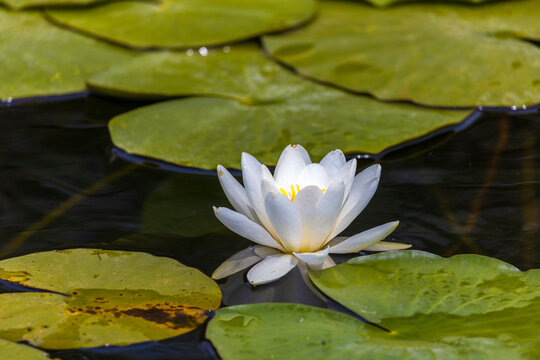 Beautiful lily (Nymphaea alba) on the Danube Delta, Romania