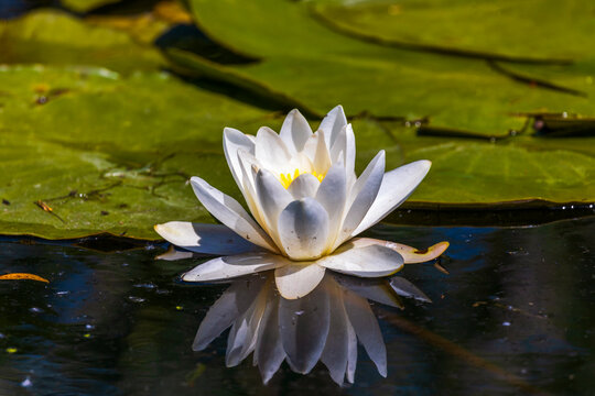 Beautiful lily (Nymphaea alba) on the Danube Delta, Romania