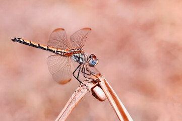 Macro shots, Beautiful nature scene dragonfly.   