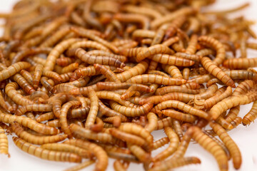 Viele lebende Mehlwürmer die Ernährung von Eidechsen und anderen Kleintieren dienen.