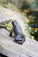 Nahaufnahme, Portrait einer Erdkröte (Bufo Bufo) am Rand eines Teiches.
