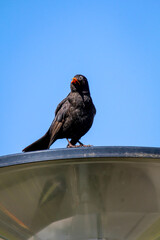 Eine Amsel hat es sich auf erhöhter Position gemütlich gemacht und hat einen guten Ausblick