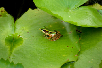 Naklejka premium Green Frog on Lilly