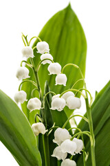 Beautiful bouquet of lilies of the valley flowers, Convallaria Majalis, with green leaves isolated on white background. Closeup - 359892932