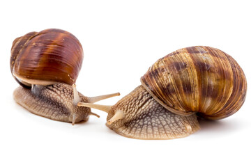 Two garden snails (Helix aspersa) isolated on white background. Teamwork concept