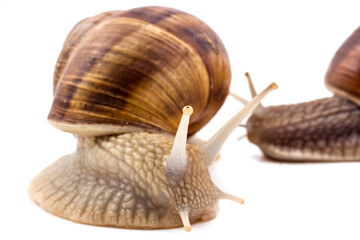 Two garden snails (Helix aspersa) isolated on white background. Teamwork concept
