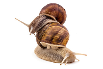 Two garden snails (Helix aspersa) isolated on white background. Teamwork concept