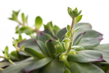 Fototapeta na wymiar Sempervivum tectorum, Houseleek in a flowerpot. Plant on the white background