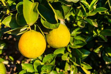 Orange fruits in a tree