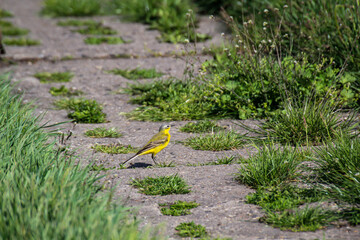 Eine Deutsche Schafstelze auf einem Betonweg inmitten der urtümlichen Natur.