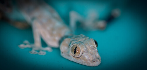 Isolated close up of a domestic beautiful gecko lizard- Israel