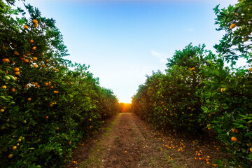 Orange tree plantation