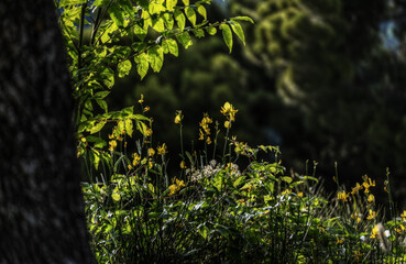 Fiori Selvatici del Subappennino Dauno