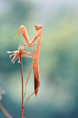 Close up of pair of Beautiful European mantis ( Mantis religiosa )