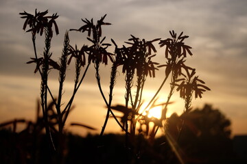 Atardecer