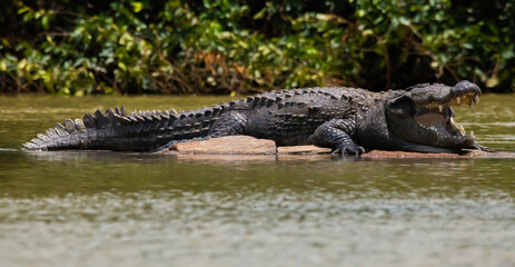a big Crocodile resting