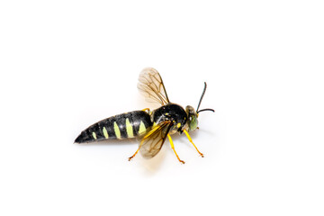 Male Sand Wasp (Bicyrtes quadrifasciatus) on white background