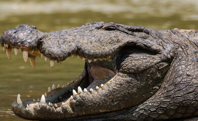 Fototapeta premium a big Crocodile close up