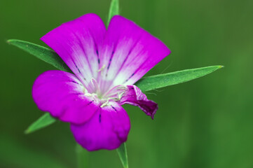 purple flower in the garden