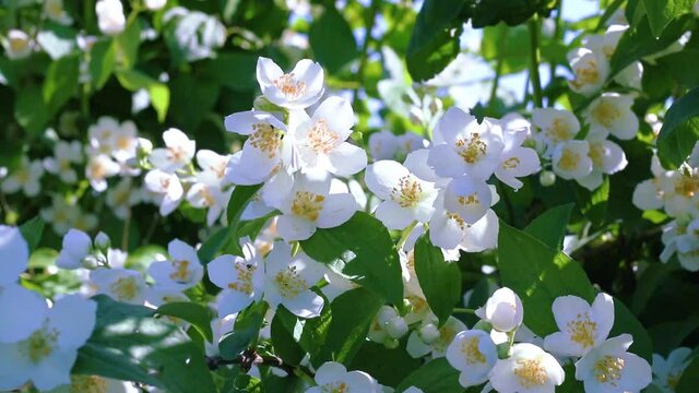 Beautiful branches of a flowering jasmine bush close-up, swaying in the wind. White flowers. hd video
