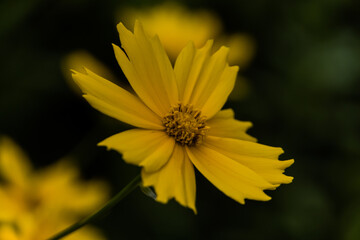Cosmos sulphureus
