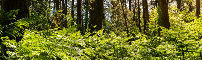 Forest undergrowth with Bracken © Studio-FI