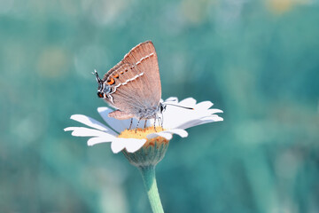 Closeup beautiful butterfly sitting on the flower in a summer garden