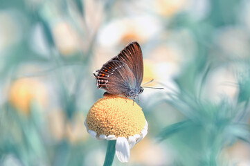 Closeup beautiful butterfly sitting on the flower in a summer garden