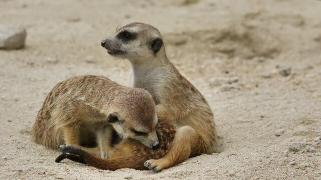Pair of cute meerkats cleaning mutually on sandy ground during daytime,close up