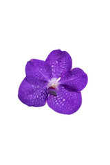 Vandas species of purple orchids isolated on white background. A purple flower with cipping path selection