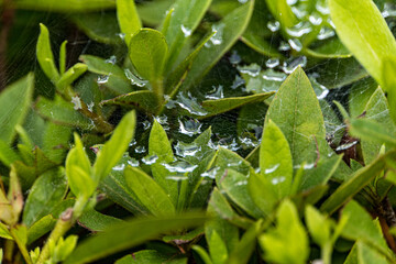 Rain drops on a cobwebs