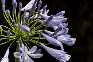 blue agapanthus flower