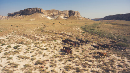 Aerial photo from flying drone of a thoroughbred horse are grazing in Texas district with beautiful...