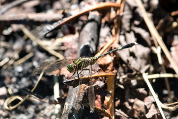dragonfly between pieces of wood