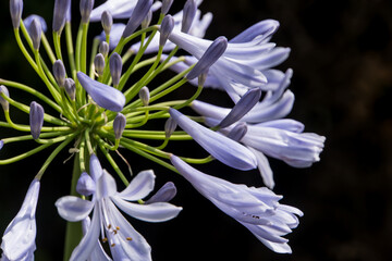 Fototapeta premium blue agapanthus flower